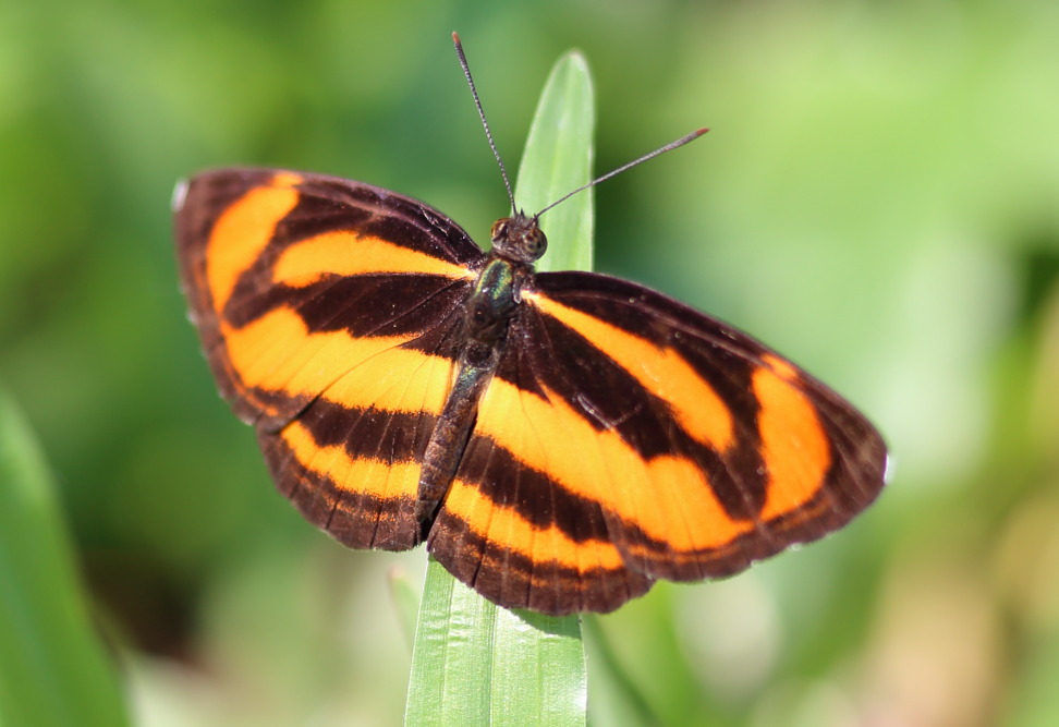 Lokation: Thailand | Phetchaburi | Ban Krang Kategorien: Schmetterlinge, Datum: 09.02.2016