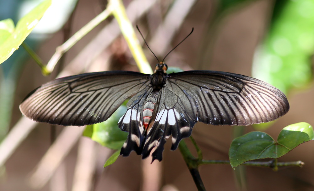 Lokation: Thailand | Phetchaburi | Ban Krang Kategorien: Schmetterlinge, Datum: 09.02.2016
