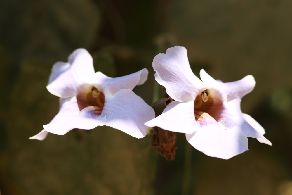 Thunbergia laurifolia, Lokation: Thailand | Phetchaburi | Ban Krang Kategorien: Blüte, Familie: Acanthaceae (Akanthusgewächse ), Datum: 09.02.2016