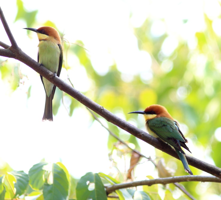 Lokation: Thailand | Phetchaburi | Ban Krang Kategorien: Vögel, Datum: 09.02.2016