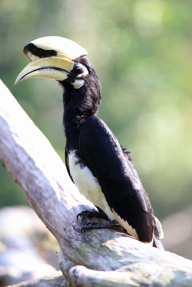 Anthracoceros albirostris (Orientalischer Hornvogel), Lokation: Thailand | Phetchaburi | Ban Krang Kategorien: Vögel, Familie: Bucerotidae (Hornvögel), Datum: 10.02.2016