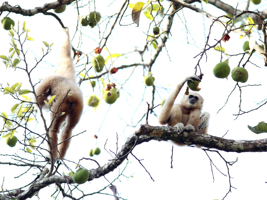 Hylobates lar (Lar-Gibbon), Lokation: Thailand | Phetchaburi | Ban Krang Kategorien: Säugetiere, Familie: Hylobatidae (Gibbons), Datum: 10.02.2016