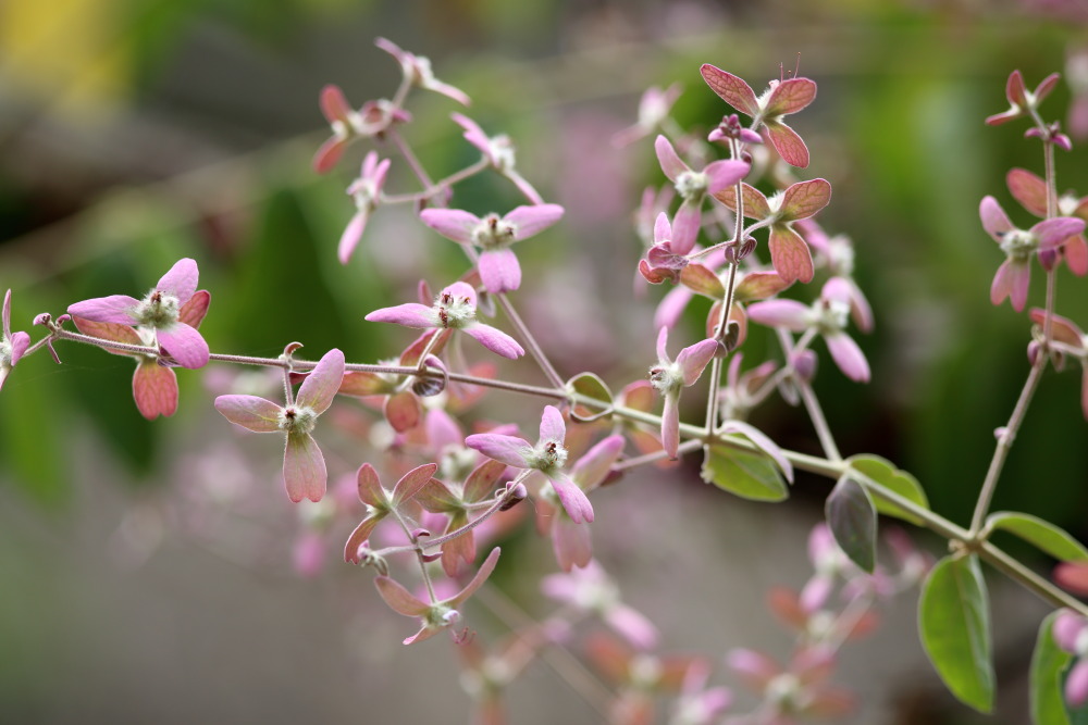 Congea tomentosa, Lokation: Thailand | Uthai Thani | Ban Khao Khiao Kategorien: Blüte, Familie: Lamiaceae (Lippenblütler ), Datum: 11.02.2016