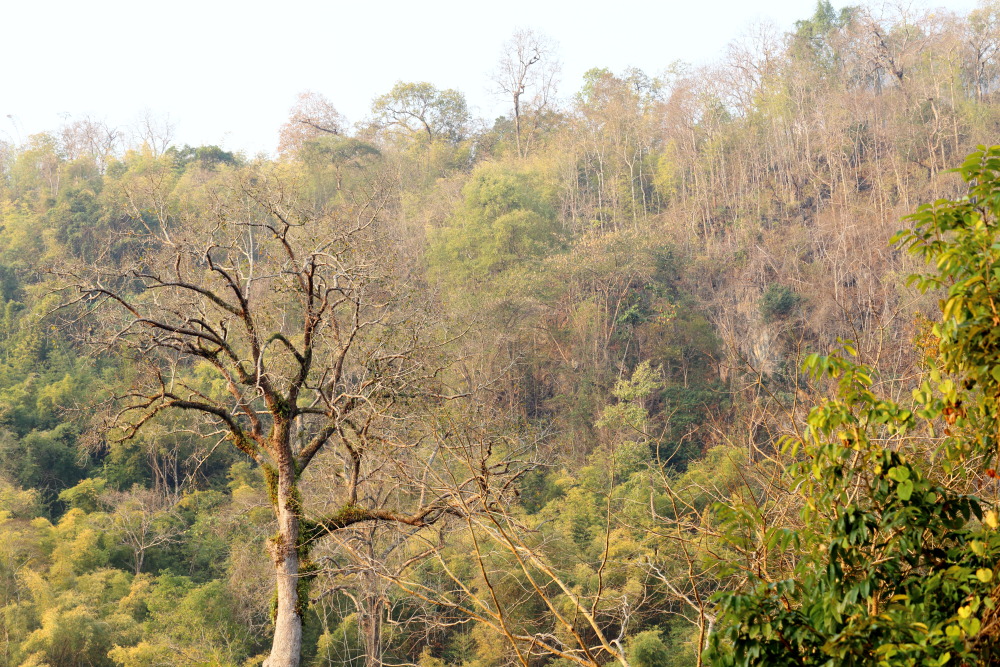 Lokation: Thailand | Chiang Mai | Chiang Dao | Ban Tham Kategorien: Wald, Datum: 17.02.2016