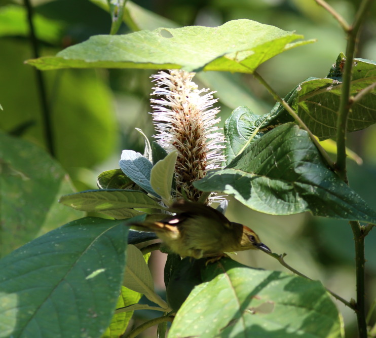 Leucosceptrum canum, Lokation: Thailand | Chiang Mai | Chiang Dao | Ban Na Lao Mai Kategorien: Habitus, Vögel, Familie: Lamiaceae (Lippenblütler ), Datum: 17.02.2016