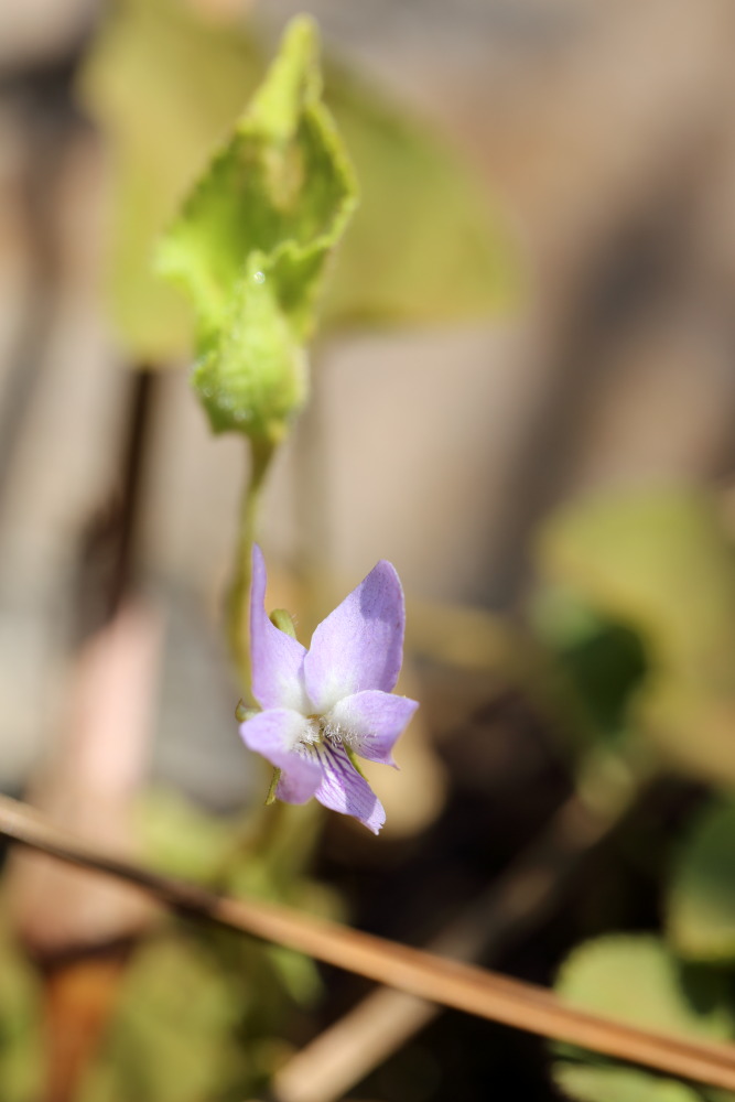 Viola betonicifolia, Lokation: Thailand | Chiang Mai | Chiang Dao | Ban Na Lao Mai Kategorien: Blüte, Familie: Violaceae (Veilchengewächse ), Datum: 17.02.2016