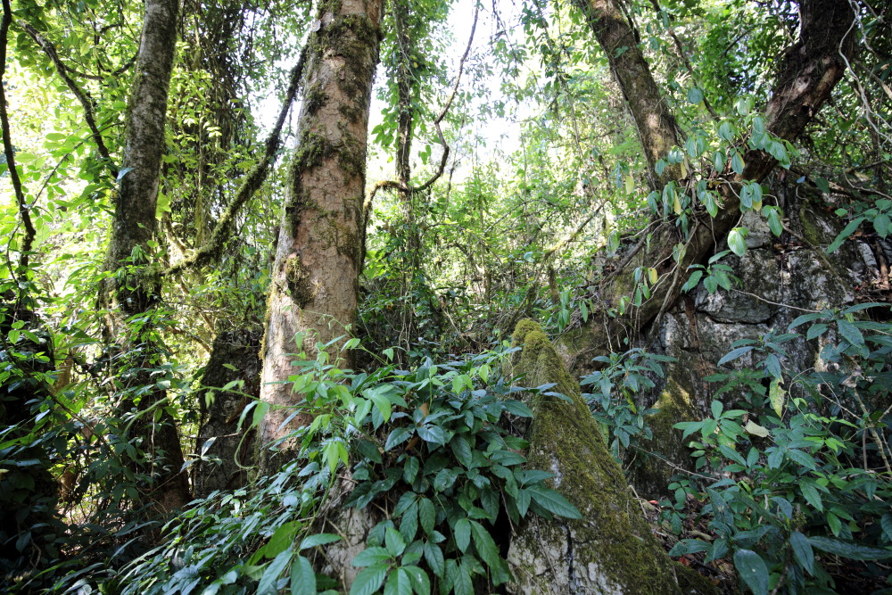 Lokation: Thailand | Chiang Mai | Chiang Dao | Ban Pa Miang Nam Ka Kategorien: Wald, Datum: 17.02.2016