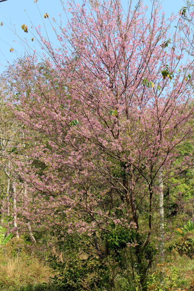 Prunus cerasoides (Himalaya-Kirsche), Lokation: Thailand | Chiang Mai | Ban Sin Chai Nuea Kategorien: Habitus, Familie: Rosaceae (Rosengewächse ), Datum: 18.02.2016
