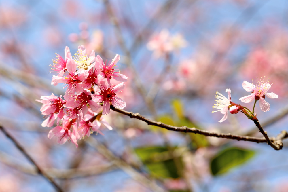 Prunus cerasoides (Himalaya-Kirsche), Lokation: Thailand | Chiang Mai | Ban Sin Chai Nuea Kategorien: Blüte, Familie: Rosaceae (Rosengewächse ), Datum: 18.02.2016
