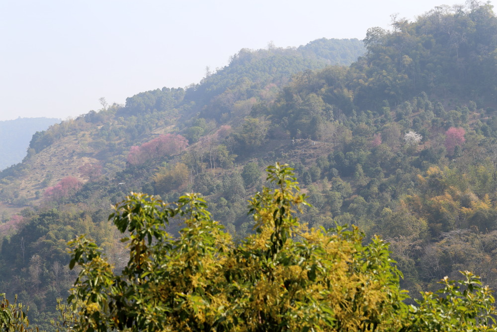 Prunus cerasoides (Himalaya-Kirsche), Lokation: Thailand | Chiang Mai | Ban Pha Daeng Kategorien: Berge, Familie: Rosaceae (Rosengewächse ), Datum: 18.02.2016