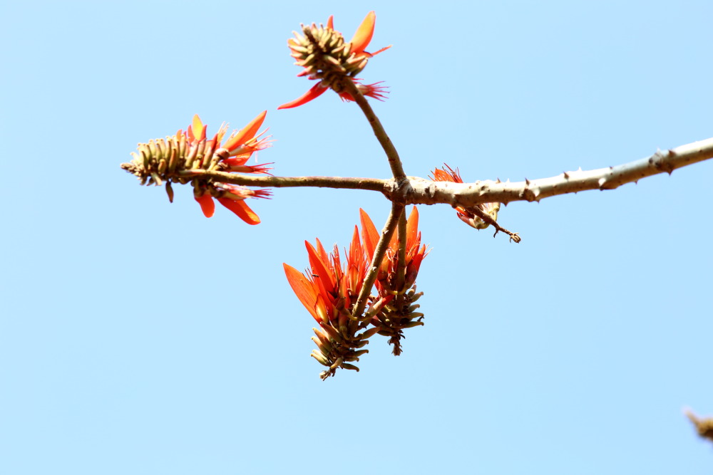 Erythrina spec., Lokation: Thailand | Chiang Mai | Fang | Ban Luang Kategorien: Blüte, Familie: Fabaceae (Schmetterlingsblütler ), Datum: 18.02.2016