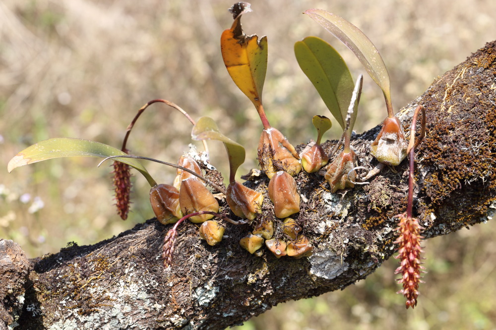 Bulbophyllum morphologorum, Lokation: Thailand | Chiang Mai | Fang | Ban Luang Kategorien: Habitus, Familie: Orchidaceae (Orchideen ), Datum: 18.02.2016