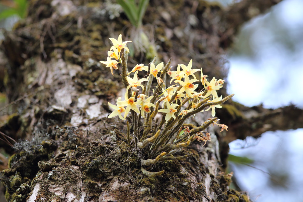 Dendrobium heterocarpum, Lokation: Thailand | Chiang Mai | Fang | Ban Luang Kategorien: Habitus, Familie: Orchidaceae (Orchideen ), Datum: 18.02.2016