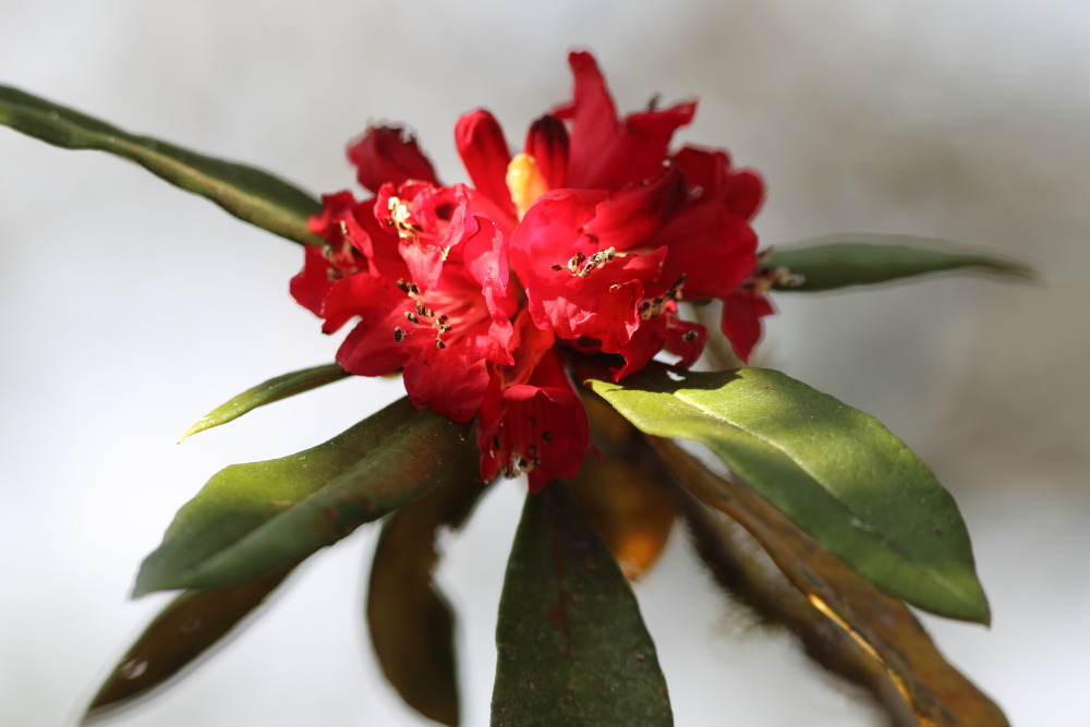 Rhododendron simsii, Lokation: Thailand | Chiang Mai | Fang | Ban Luang Kategorien: Blüte, Familie: Ericaceae (Heidekrautgewächse ), Datum: 18.02.2016