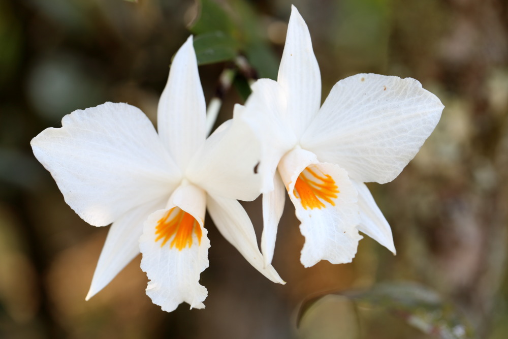 Dendrobium infundibulum, Lokation: Thailand | Loei | Ban Lao Paen Kategorien: Blüte, Familie: Orchidaceae (Orchideen ), Datum: 21.02.2016