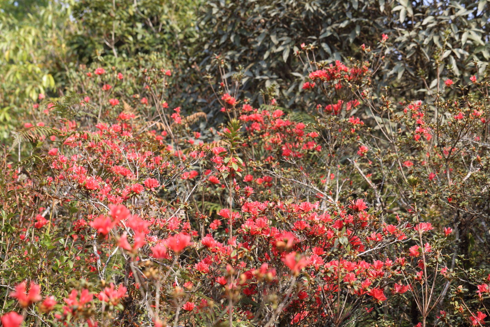 Rhododendron simsii, Lokation: Thailand | Loei | Ban Lao Paen Kategorien: Vegetation, Familie: Ericaceae (Heidekrautgewächse ), Datum: 21.02.2016