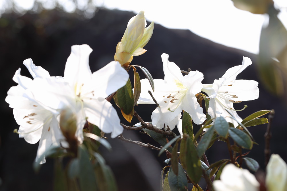 Rhododendron lyi, Lokation: Thailand | Loei | Ban Lao Paen Kategorien: Blüte, Familie: Ericaceae (Heidekrautgewächse ), Datum: 21.02.2016