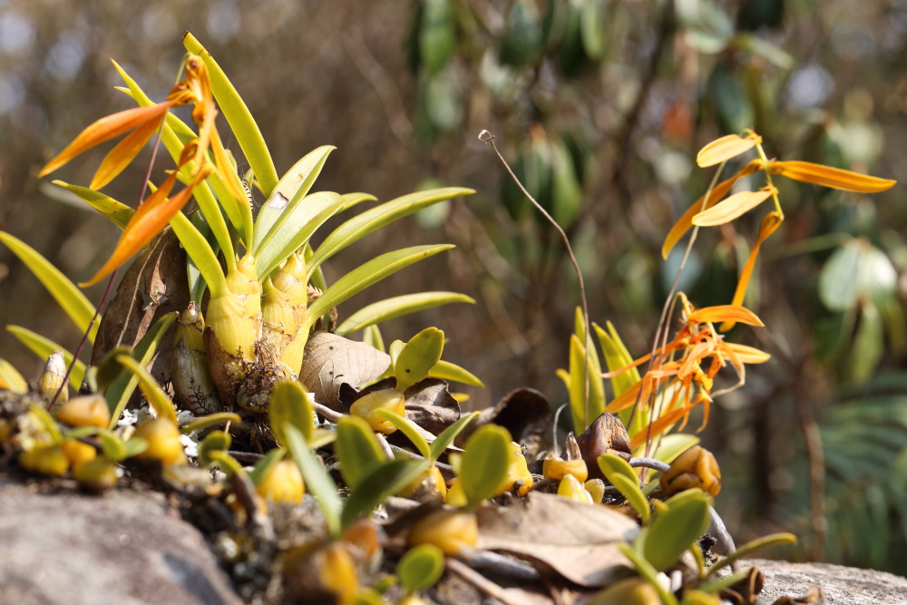 Bulbophyllum wallichii, Lokation: Thailand | Loei | Ban Lao Paen Kategorien: Habitus, Familie: Orchidaceae (Orchideen ), Datum: 21.02.2016