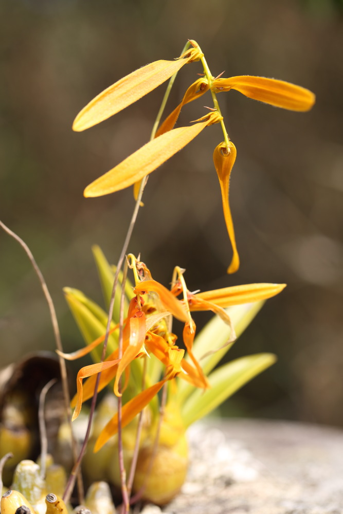 Bulbophyllum wallichii, Lokation: Thailand | Loei | Ban Lao Paen Kategorien: Blüte, Familie: Orchidaceae (Orchideen ), Datum: 21.02.2016
