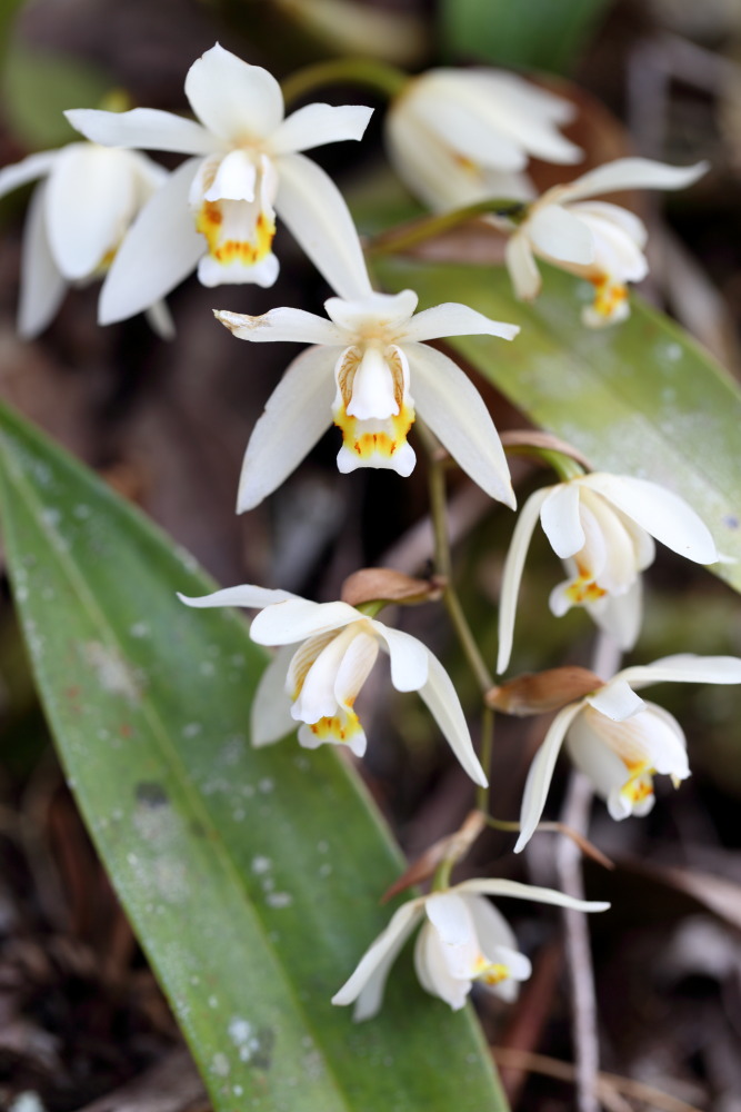 Coelogyne lactea, Lokation: Thailand | Loei | Ban Lao Paen Kategorien: Blüte, Familie: Orchidaceae (Orchideen ), Datum: 21.02.2016