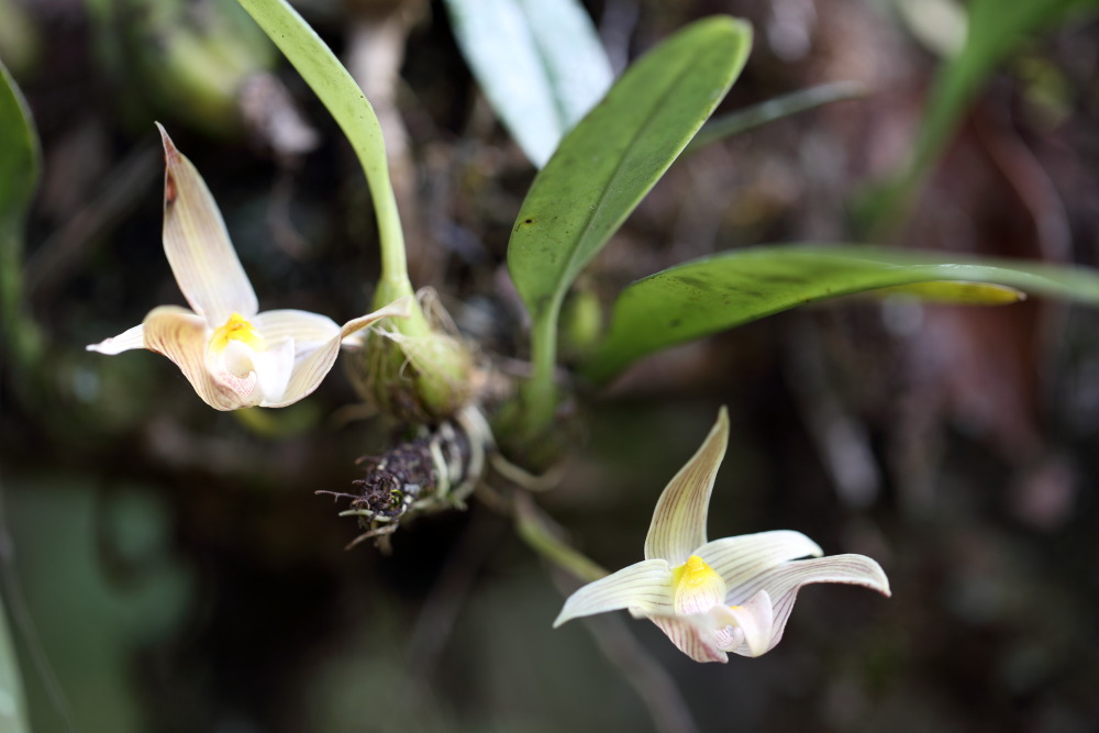 Bulbophyllum orectopetalum, Lokation: Thailand | Loei | Ban Lao Paen Kategorien: Habitus, Familie: Orchidaceae (Orchideen ), Datum: 21.02.2016
