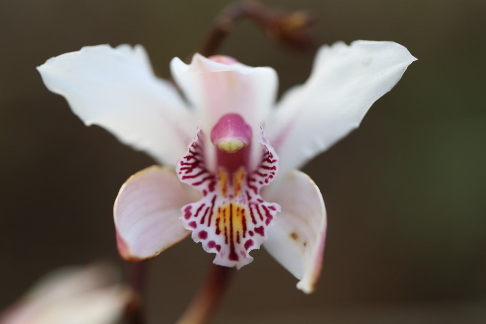 Cymbidium insigne, Lokation: Thailand | Loei | Ban Lao Paen Kategorien: Blüte, Familie: Orchidaceae (Orchideen ), Datum: 21.02.2016