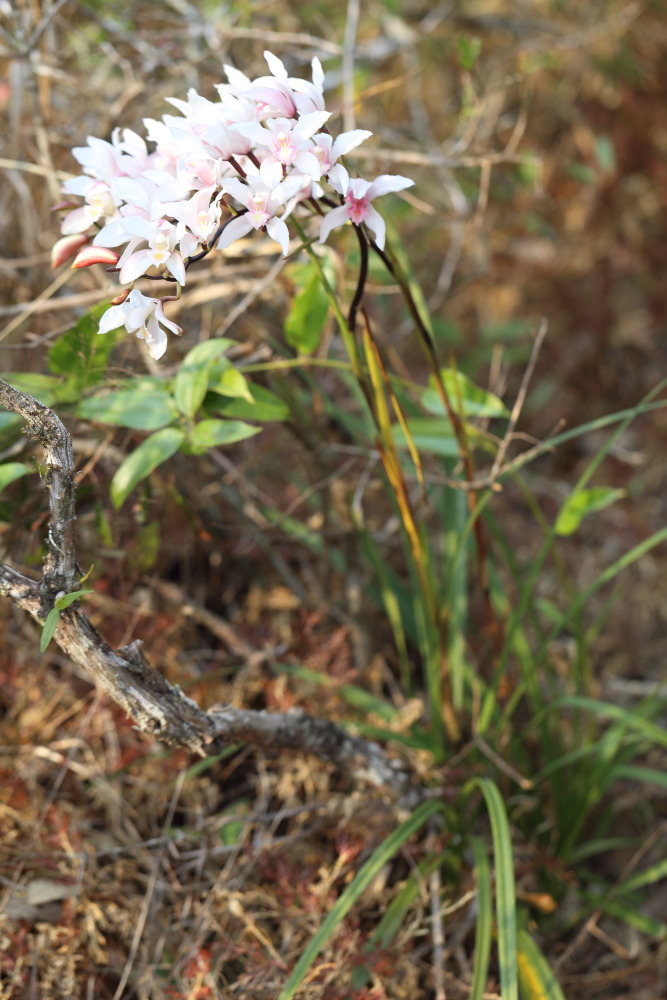 Cymbidium insigne, Lokation: Thailand | Loei | Ban Lao Paen Kategorien: Habitus, Familie: Orchidaceae (Orchideen ), Datum: 21.02.2016
