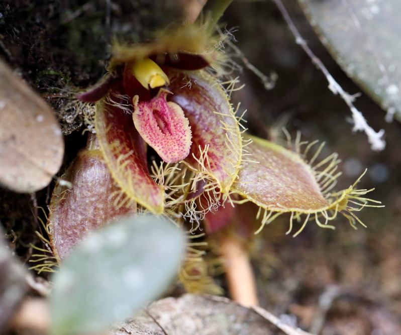 Bulbophyllum dayanum (Siamesischer Löwe), Lokation: Thailand | Loei | Ban Lao Paen Kategorien: Blüte, Familie: Orchidaceae (Orchideen ), Datum: 21.02.2016