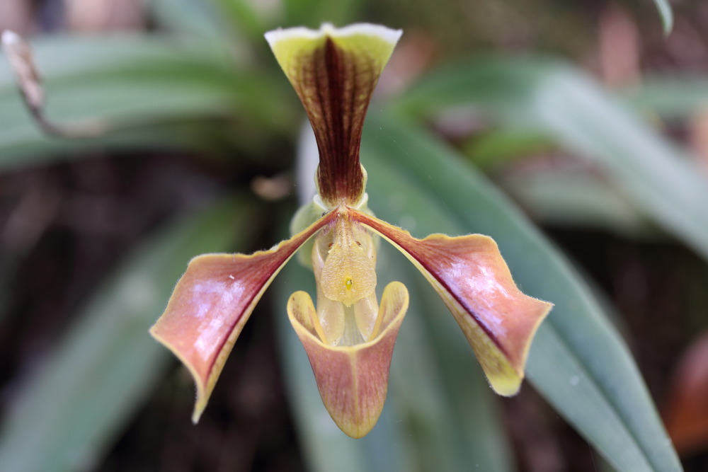 Paphiopedilum villosum (Frauenschuh), Lokation: Thailand | Loei | Ban Lao Paen Kategorien: Blüte, Familie: Orchidaceae (Orchideen ), Datum: 21.02.2016