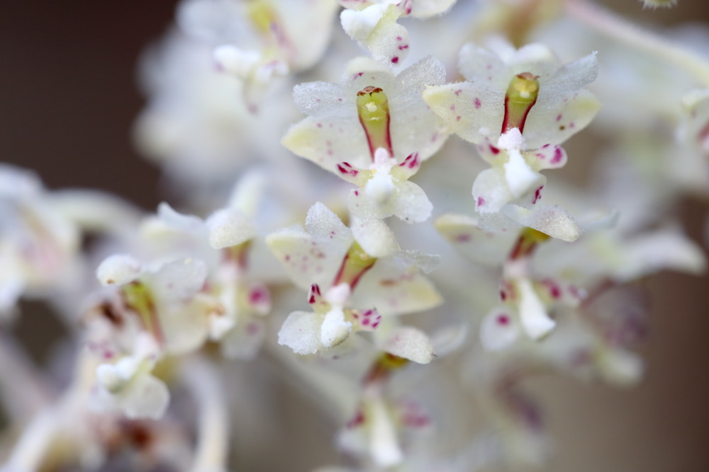 Eria paniculata (Silberwolken-Orchidee), Lokation: Thailand | Loei | Ban Lao Kategorien: Blüte, Familie: Orchidaceae (Orchideen ), Datum: 21.02.2016