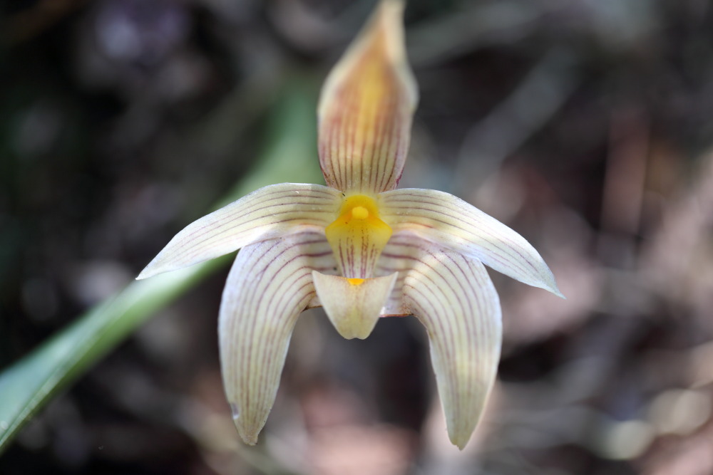 Bulbophyllum orectopetalum, Lokation: Thailand | Loei | Ban Lao Paen Kategorien: Blüte, Familie: Orchidaceae (Orchideen ), Datum: 22.02.2016