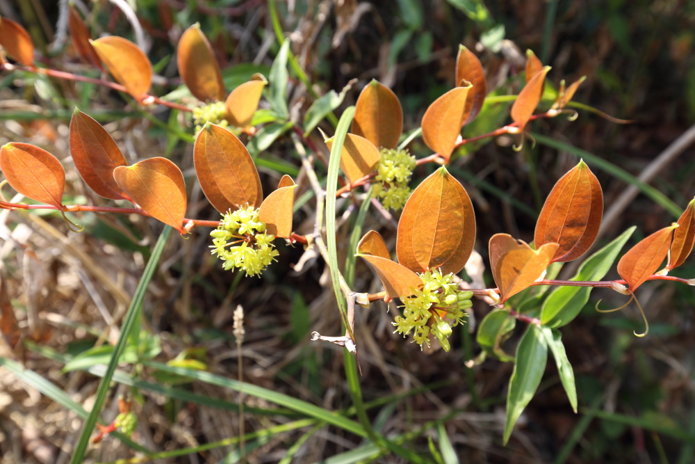 Smilax davidiana, Lokation: Thailand | Loei | Ban Lao Paen Kategorien: Habitus, Familie: Smilacaceae (Stechwindengewächse), Datum: 22.02.2016