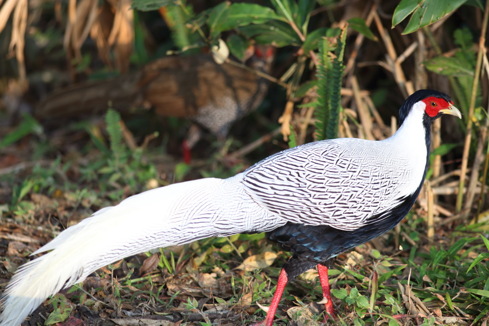 Lophura nycthemera (Silber-Fasan), Lokation: Thailand | Loei | Ban Lao Paen Kategorien: Vögel, Familie: Phasianidae (Fasanenartige), Datum: 23.02.2016