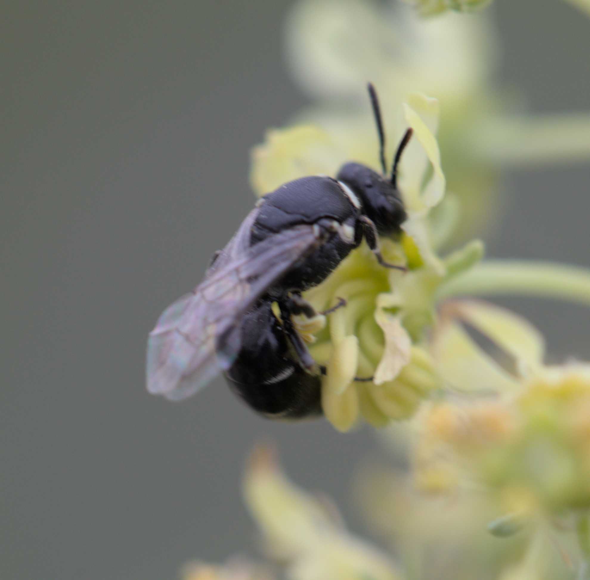 Reseden-Maskenbiene (Hylaeus signatus), Lokation: Deutschland | Nordrhein-Westfalen | Heinsberg | Wassenberg Kategorien: Bienen, Hortus rusticus, Familie: Colletidae (Kropfbienen), Datum: 25.08.2017
