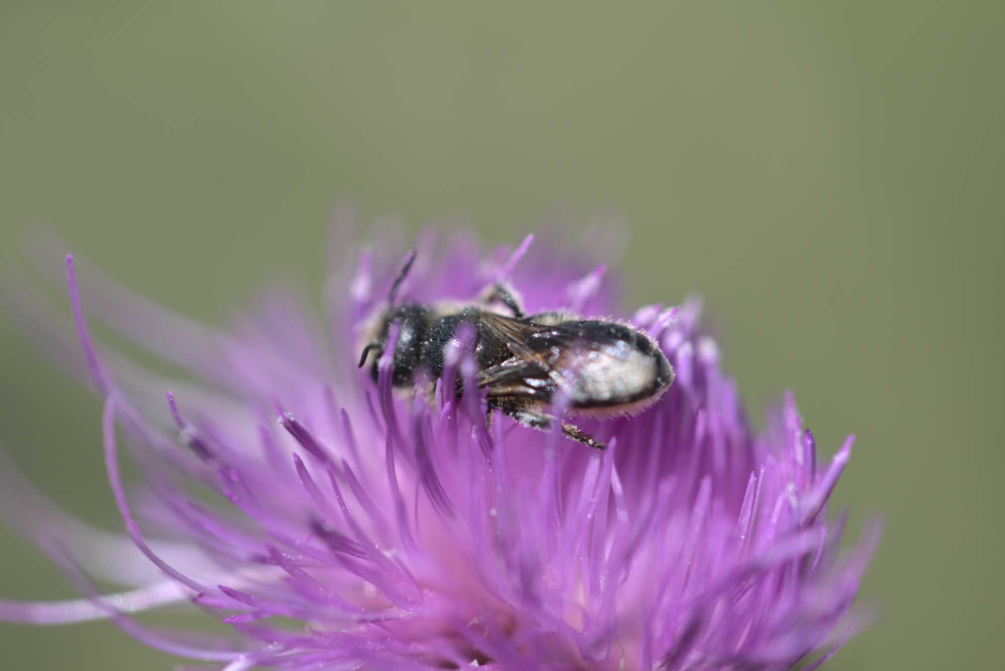 Osmia leaiana/niveata (Osmia leaiana/niveata), Lokation: Deutschland | Nordrhein-Westfalen | Heinsberg | Wassenberg Kategorien: Bienen, Hortus rusticus, Familie: Megachilidae (Bauchsammlerbienen), Datum: 11.07.2020