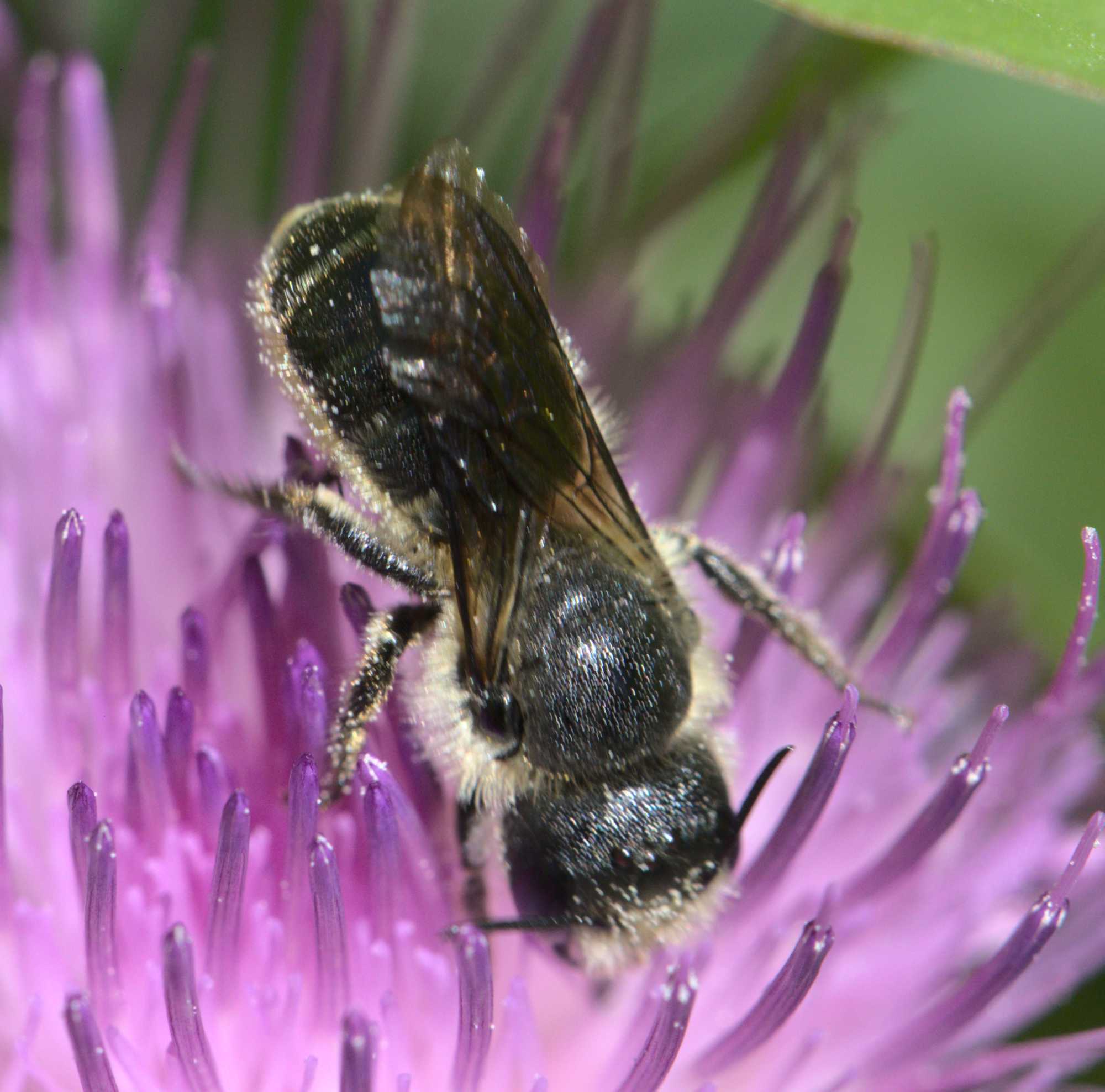 Osmia leaiana/niveata (Osmia leaiana/niveata), Lokation: Deutschland | Nordrhein-Westfalen | Heinsberg | Wassenberg Kategorien: Bienen, Familie: Megachilidae (Bauchsammlerbienen), Datum: 13.07.2020