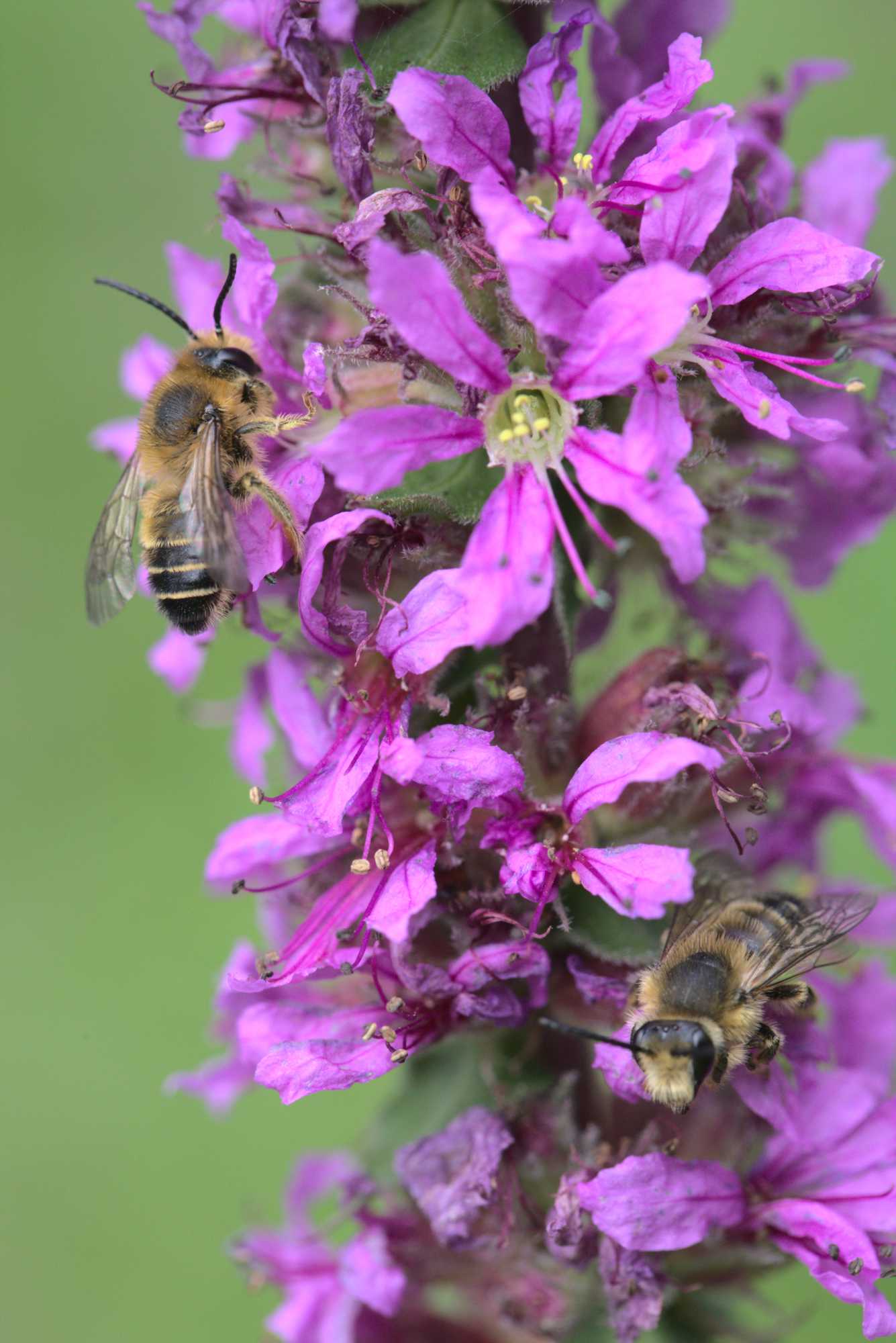 Blutweiderich-Sägehornbiene (Melitta nigricans), Lokation: Deutschland | Nordrhein-Westfalen | Heinsberg | Wassenberg Kategorien: Bienen, Familie: Melittidae (Sägehornbienenartige), Datum: 15.07.2020