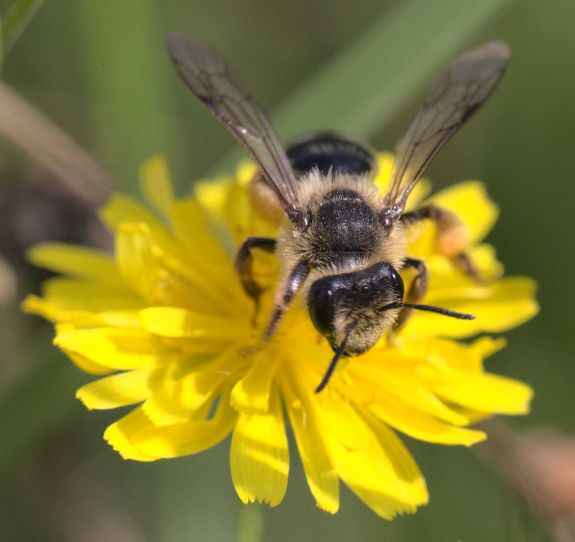 cf. Andrena flavipes, Lokation: Deutschland | Nordrhein-Westfalen | Heinsberg | Wassenberg Kategorien: Bienen, Hortus rusticus, Familie: Andrenidae (Sandbienen), Datum: 18.07.2020