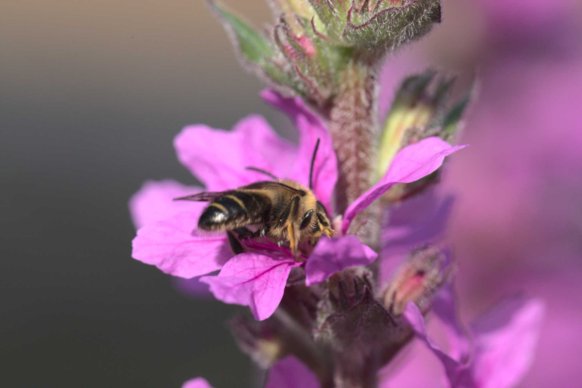 Blutweiderich-Sägehornbiene (Melitta nigricans), Lokation: Deutschland | Nordrhein-Westfalen | Heinsberg | Wassenberg Kategorien: Bienen, Hortus rusticus, Datum: 18.07.2020