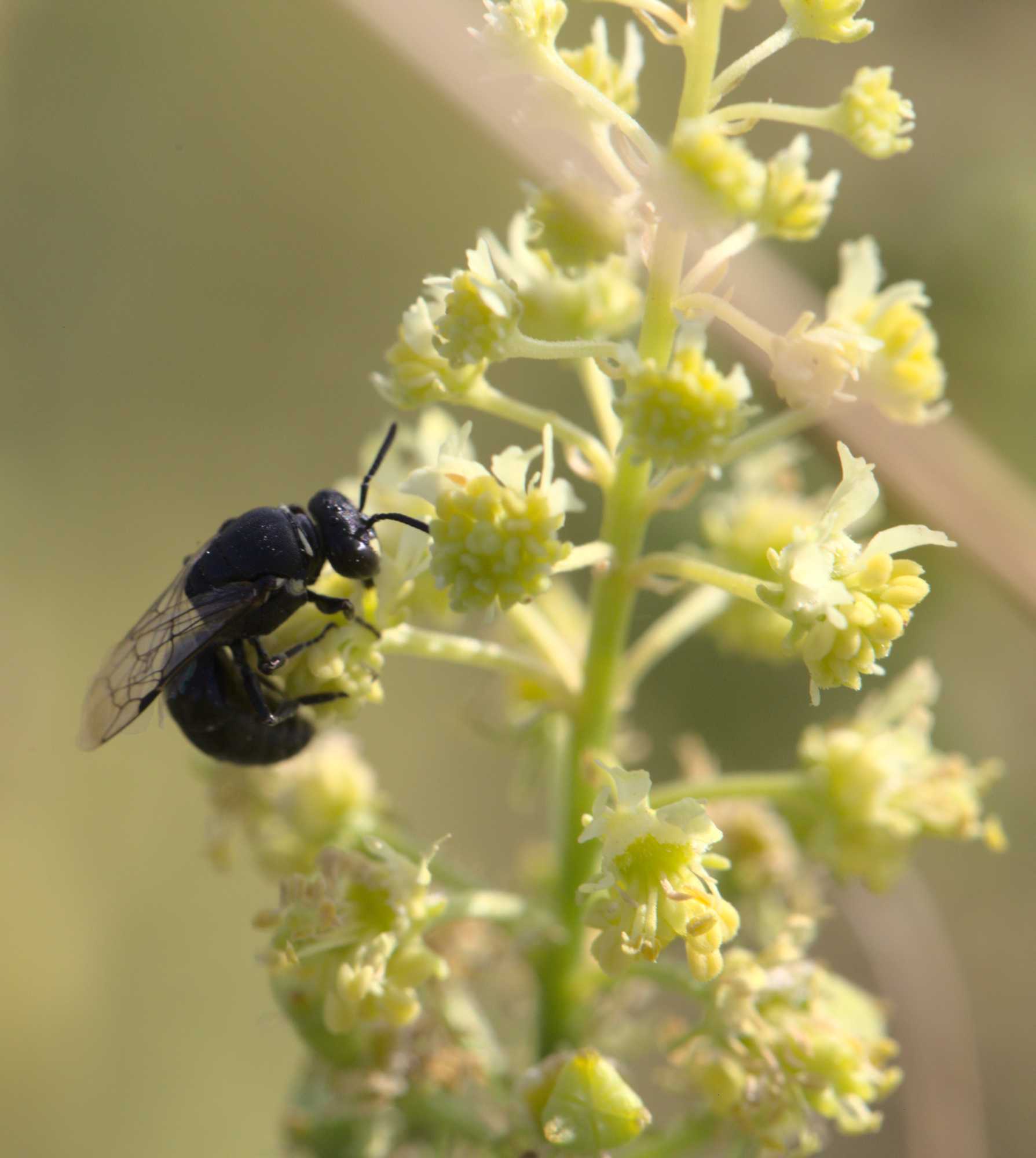 Reseden-Maskenbiene (Hylaeus signatus), Lokation: Deutschland | Nordrhein-Westfalen | Heinsberg | Wassenberg Kategorien: Bienen, Familie: Colletidae (Kropfbienen), Datum: 23.07.2020