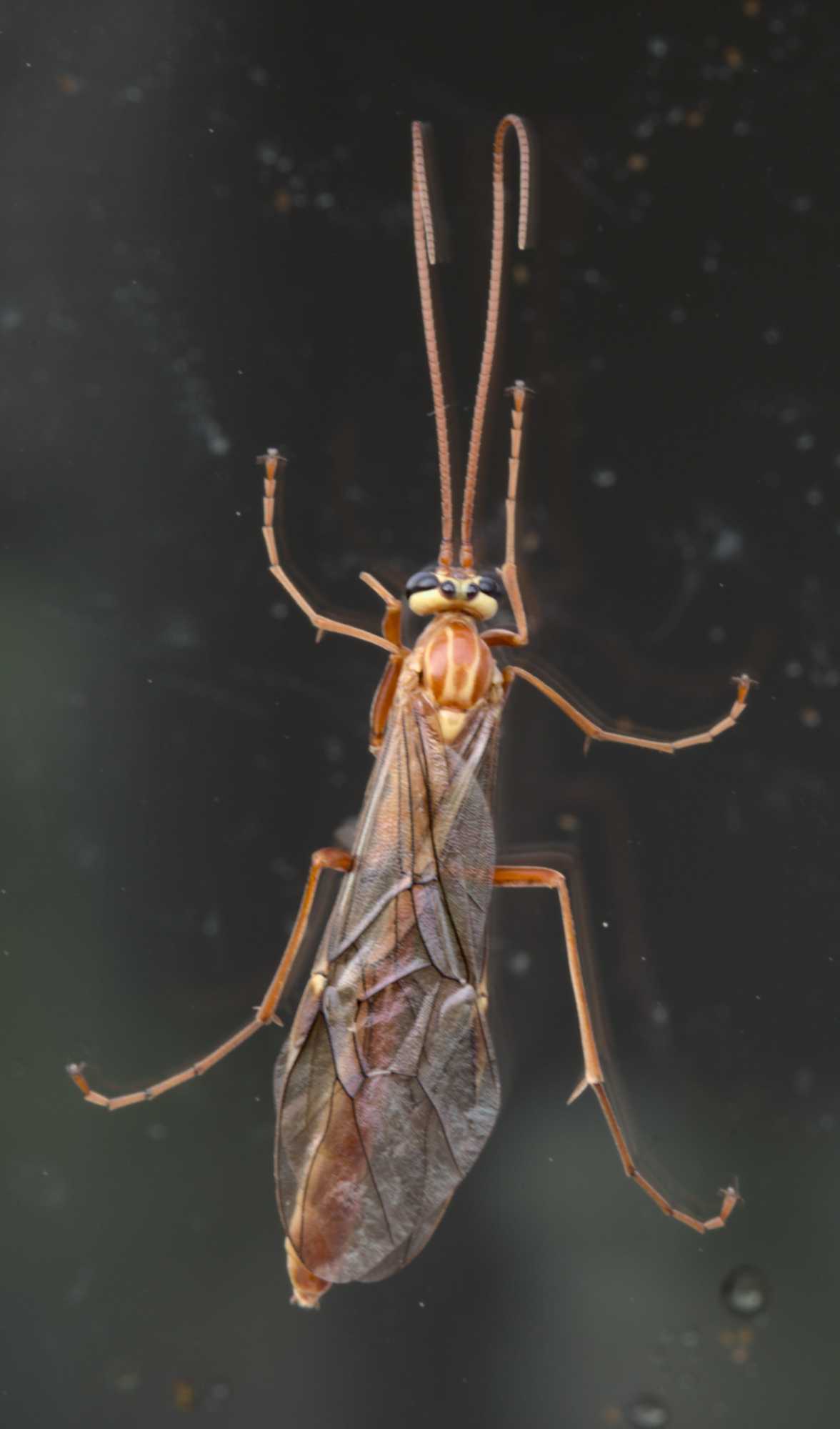Ophion obscuratus (Ophion obscuratus), Lokation: Deutschland | Nordrhein-Westfalen | Heinsberg | Wassenberg Kategorien: Insekten, Hortus rusticus, Familie: Ichneumonidae (Schlupfwespen), Datum: 28.10.2020
