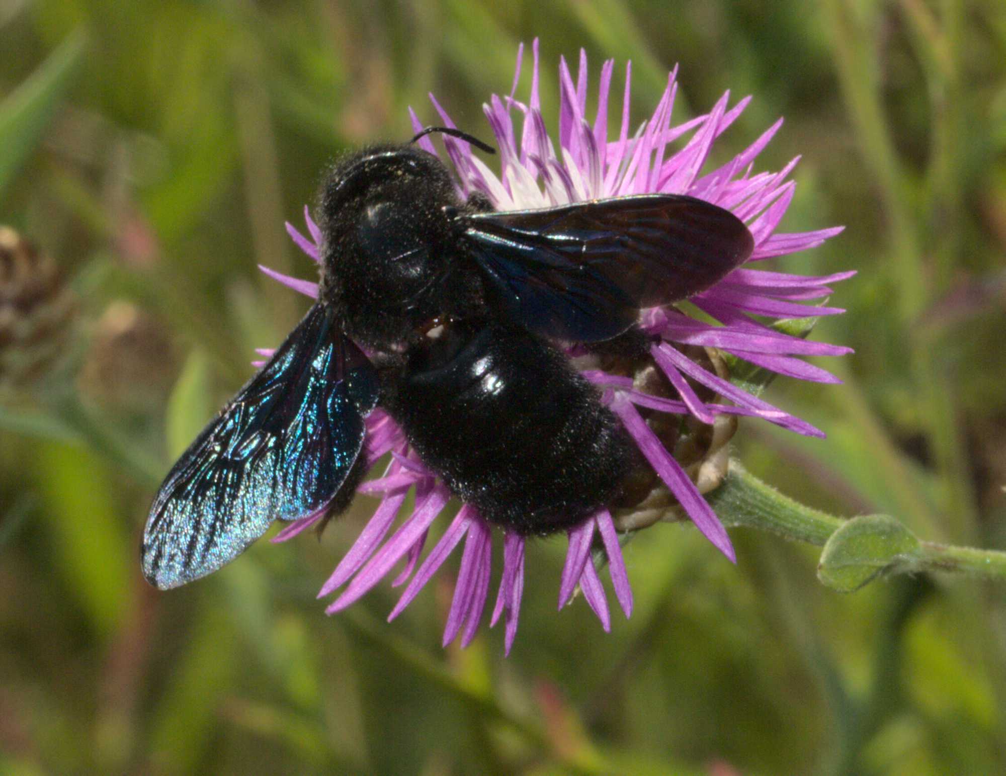 Blauschwarze Holzbiene (Xylocopa violacea), Lokation: Deutschland | Nordrhein-Westfalen | Heinsberg | Wassenberg Kategorien: Bienen, Familie: Apidae (Echte Bienen), Datum: 12.08.2020