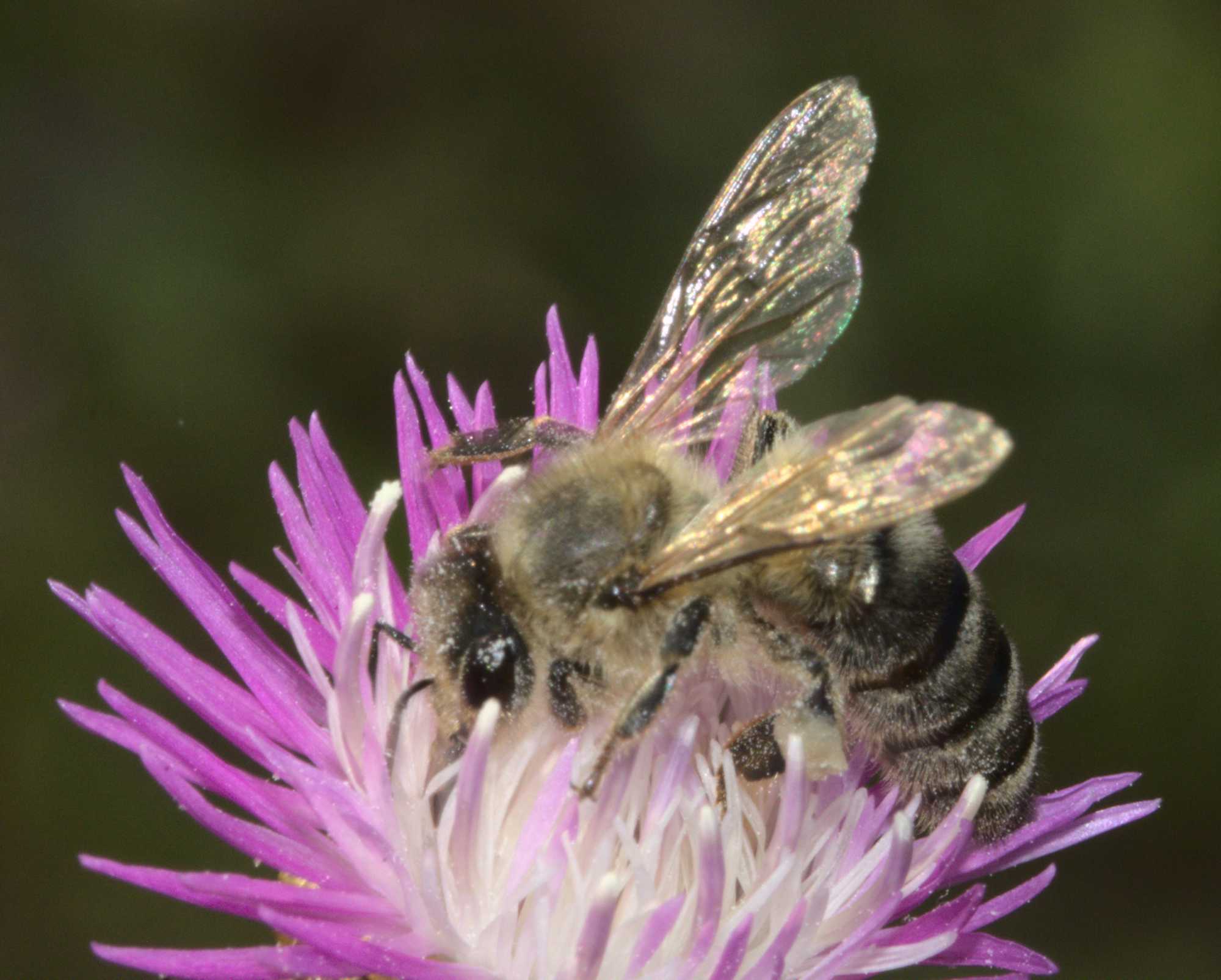 Gelbbindige Furchenbiene (Halictus scabiosae), Lokation: Deutschland | Nordrhein-Westfalen | Heinsberg | Wassenberg Kategorien: Bienen, Datum: 12.08.2020