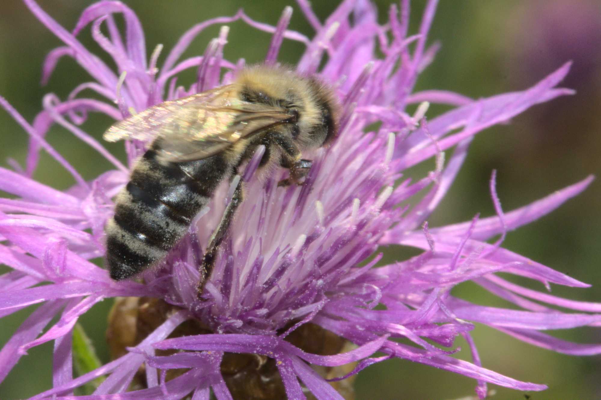 Honigbiene (Apis mellifera), Lokation: Deutschland | Nordrhein-Westfalen | Heinsberg | Wassenberg Kategorien: Bienen, Familie: Apidae (Echte Bienen), Datum: 12.08.2020