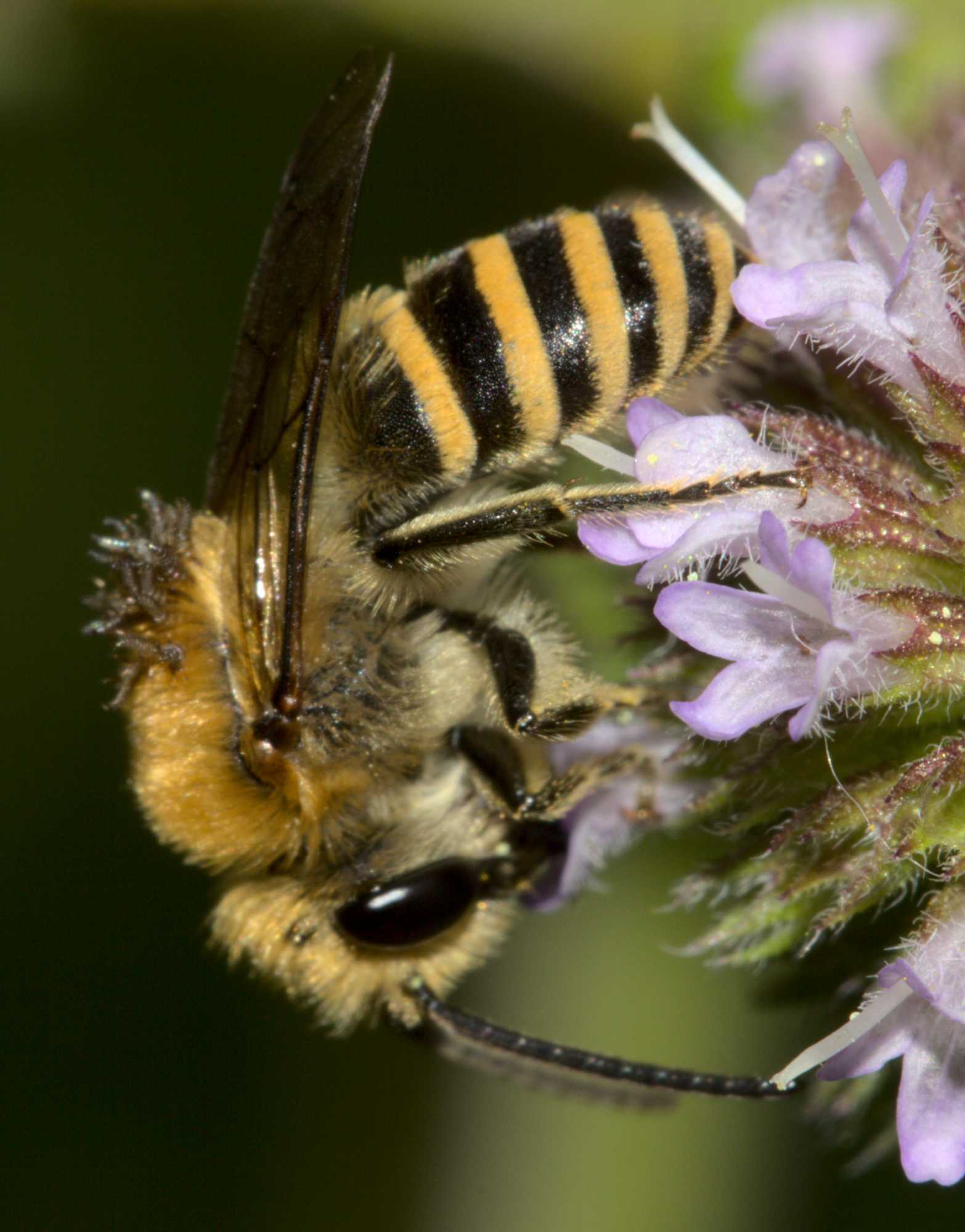 Efeu-Seidenbiene (Colletes hederae), Lokation: Deutschland | Nordrhein-Westfalen | Heinsberg | Wassenberg Kategorien: Bienen, Hortus rusticus, Familie: Colletidae (Kropfbienen), Datum: 17.08.2020