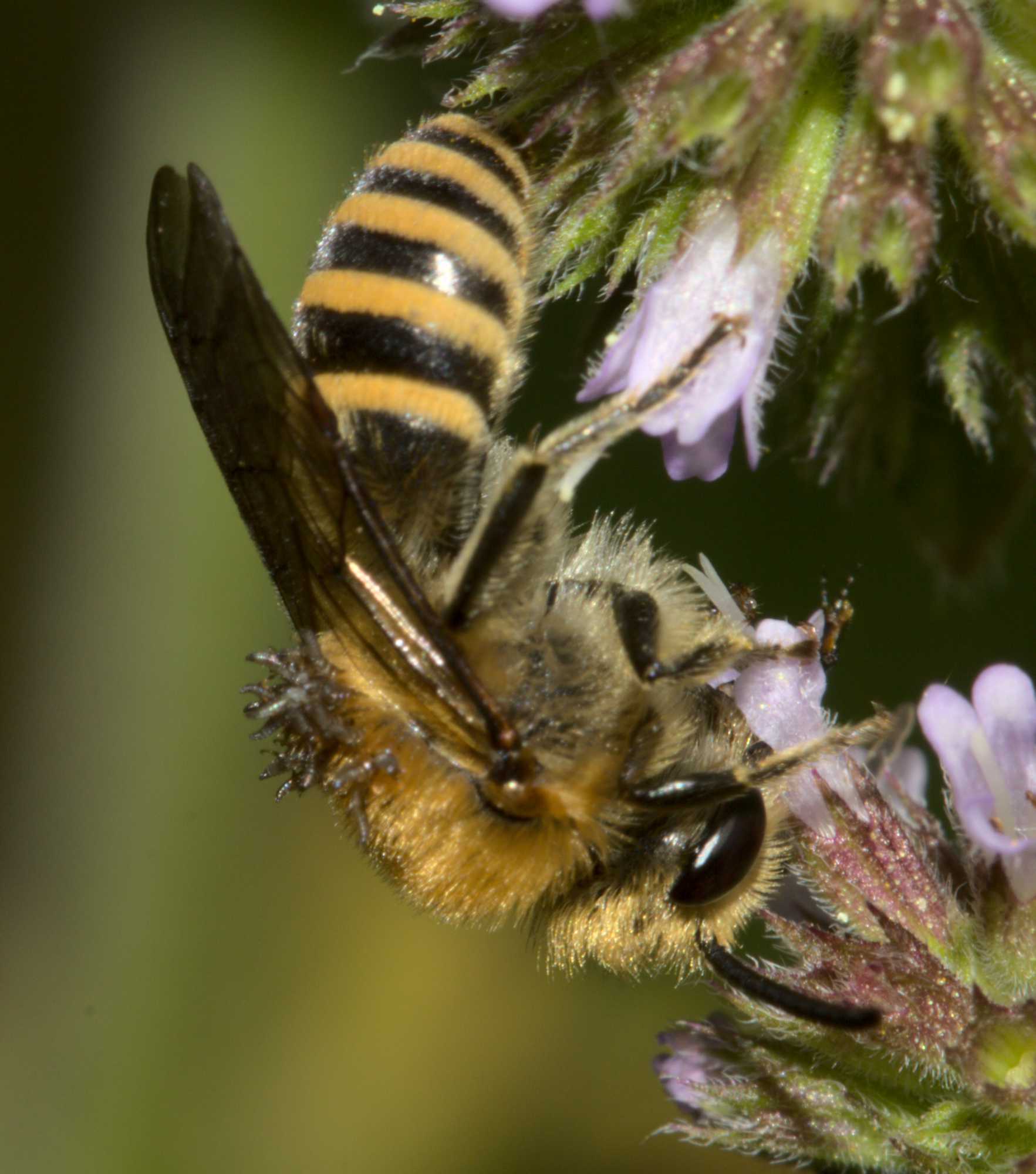 Efeu-Seidenbiene (Colletes hederae), Lokation: Deutschland | Nordrhein-Westfalen | Heinsberg | Wassenberg Kategorien: Bienen, Hortus rusticus, Familie: Colletidae (Kropfbienen), Datum: 17.08.2020