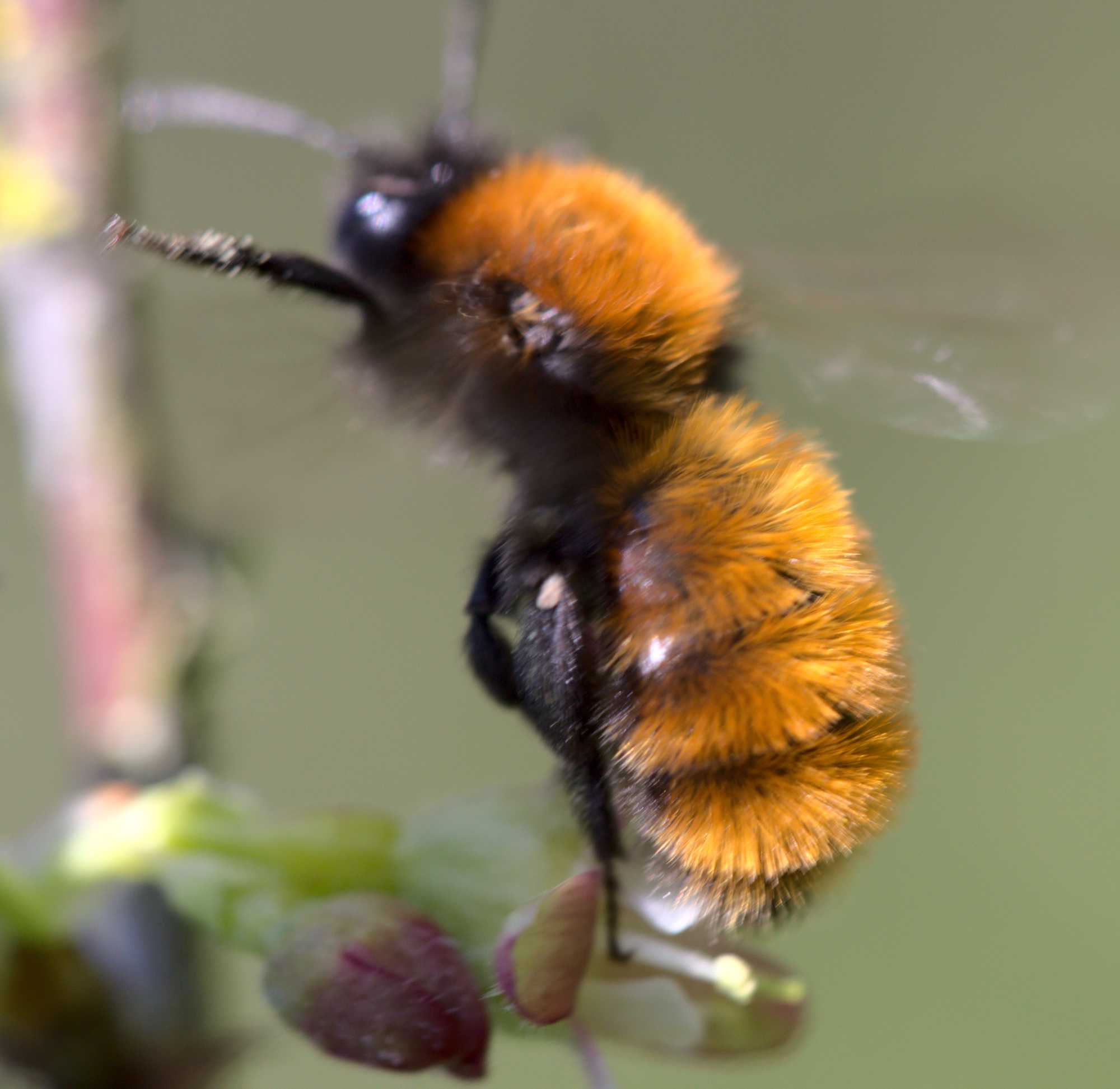 Fuchsrote Lockensandbiene (Andrena fulva), Lokation: Deutschland | Nordrhein-Westfalen | Heinsberg | Wassenberg Kategorien: Bienen, Familie: Andrenidae (Sandbienen), Datum: 25.04.2021