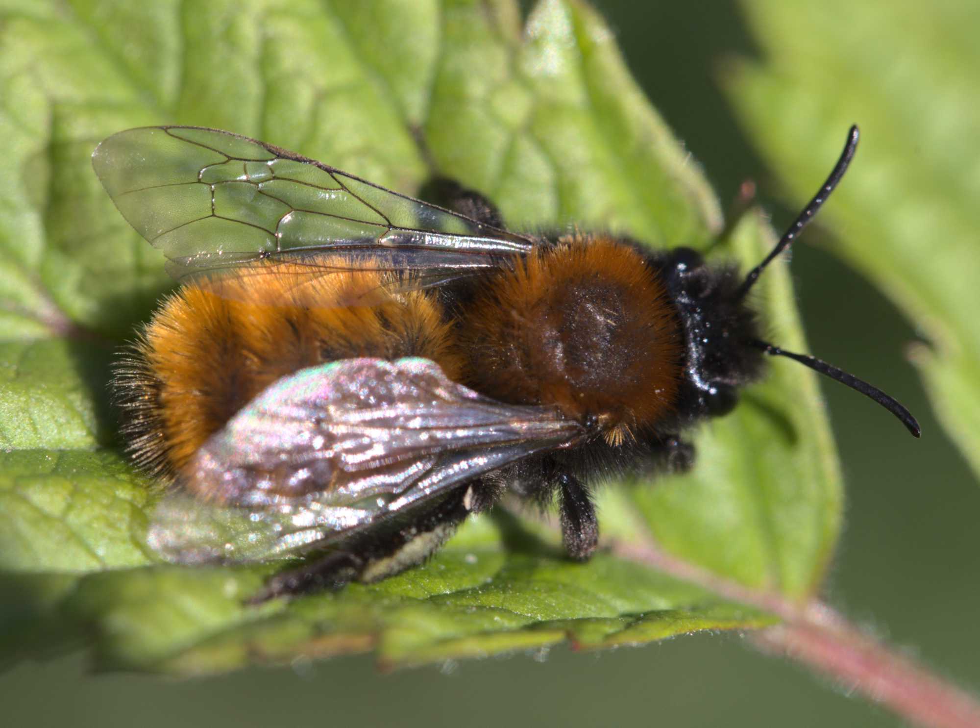 Fuchsrote Lockensandbiene (Andrena fulva), Lokation: Deutschland | Nordrhein-Westfalen | Heinsberg | Wassenberg Kategorien: Bienen, Familie: Andrenidae (Sandbienen), Datum: 25.04.2021