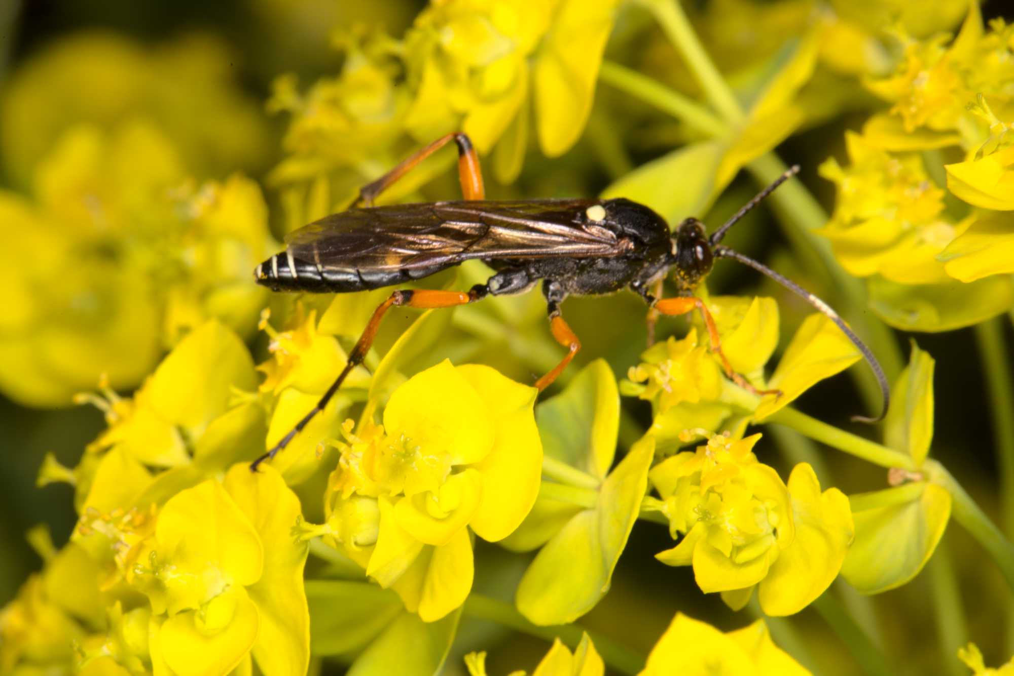 Lokation: Deutschland | Nordrhein-Westfalen | Heinsberg | Wassenberg Kategorien: Insekten, Hortus rusticus, Familie: Ichneumonidae (Schlupfwespen), Datum: 12.05.2021