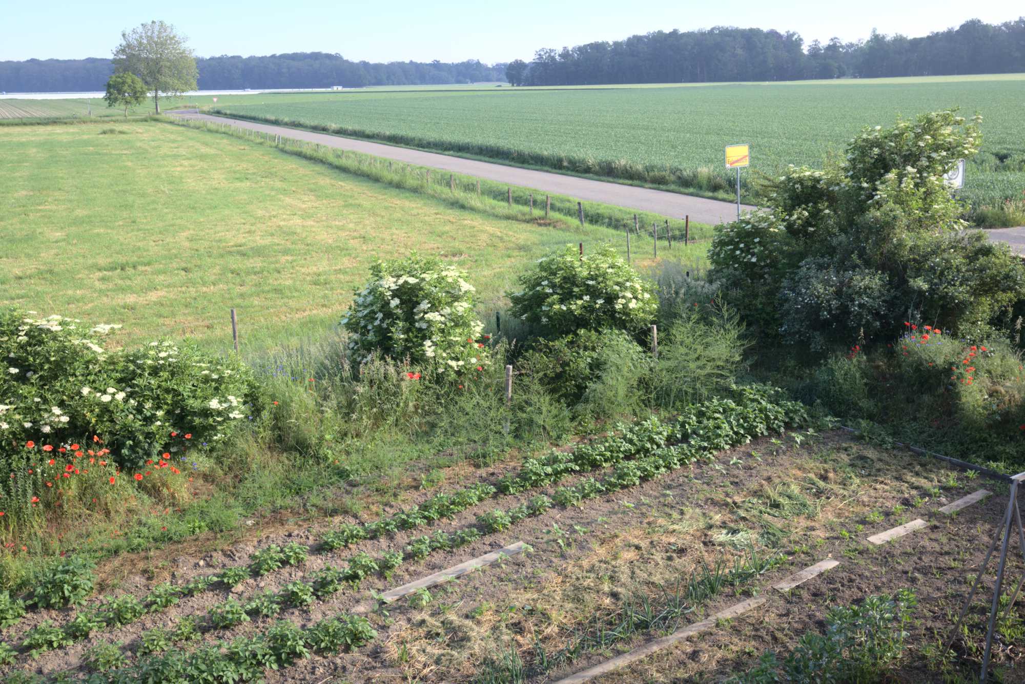 Lokation: Deutschland | Nordrhein-Westfalen | Heinsberg | Wassenberg Kategorien: Nutzgarten, Hortus rusticus, Bauerngarten, Selbstversorgung, Datum: 08.06.2021